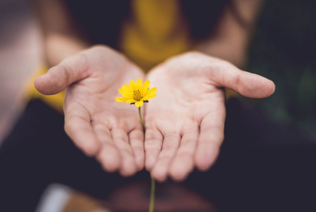 A pair of hands cupped around a yellow flower.