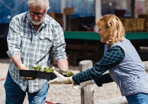 Two people carrying lettuce tray.