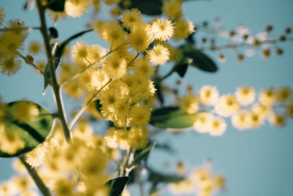 Wattle tree close up with blue sky in background.